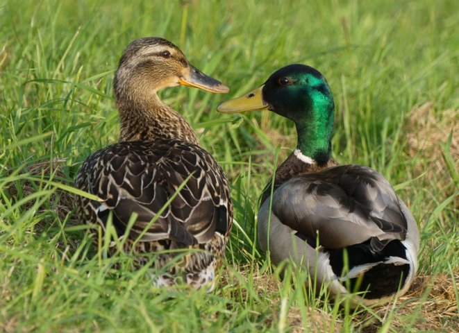 gambar bebek bersahabat