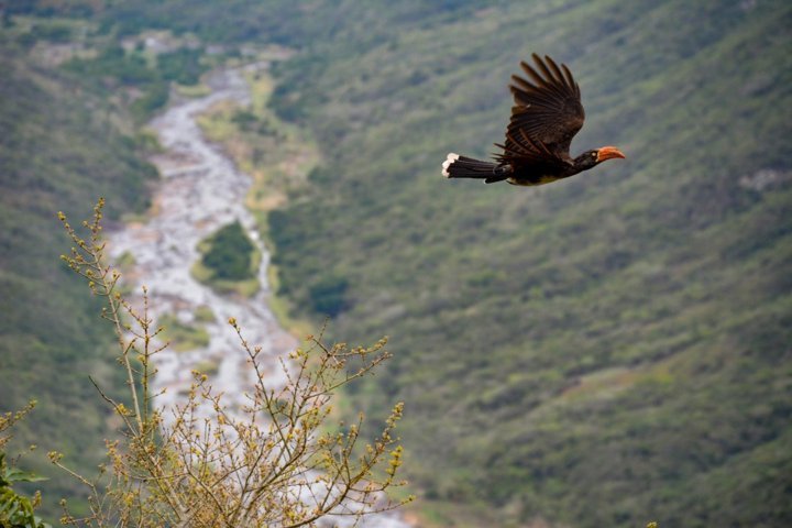 gambar burung terbang