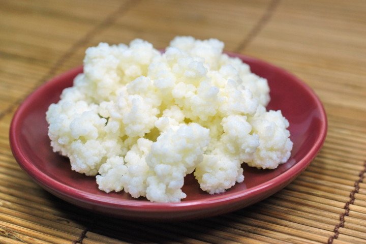 jual bibit kefir jual bibit kefir