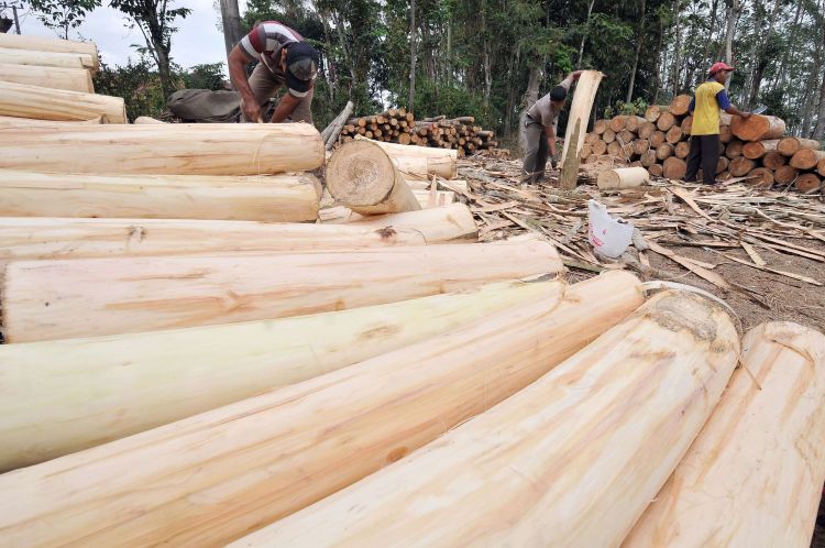 Jenis Jenis Kayu  di Indonesia Pembahasan dan Fungsinya