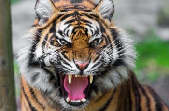 Silat Harimau, Seni Pencak Silat Nusantara dan Harga Diri Bangsa