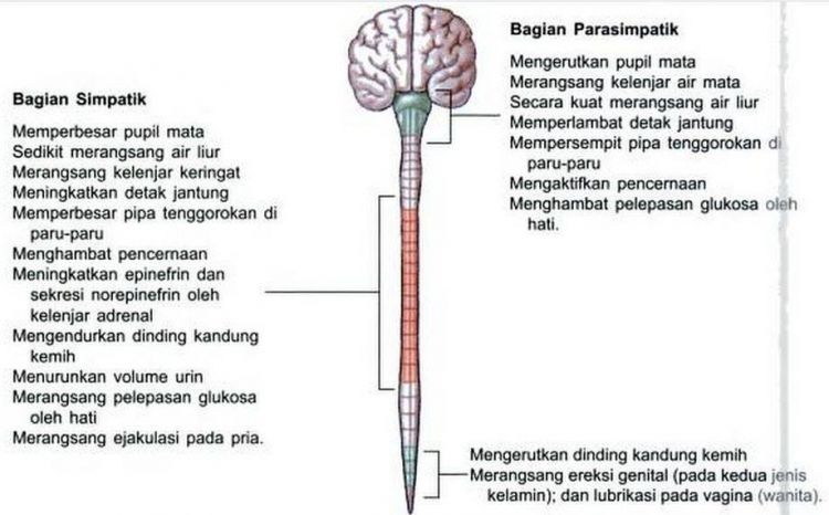 √ Sistem Saraf Pada Manusia Lengkap Dengan Penjelasan Dan Fungsi Setiap ...