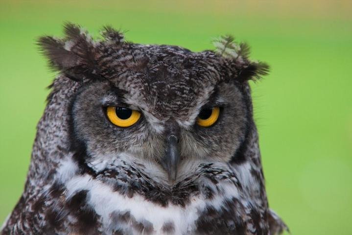 gambar burung hantu owl sistem ekskresi