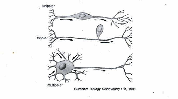 saraf unipolar bipolar dan multipolar