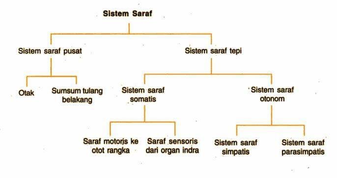 pengelompokan sistem saraf