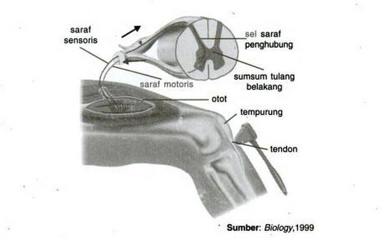 Gambar Sistem Koordinasi Alat Indra Manusia Penjelasna Lengkap Contoh ...